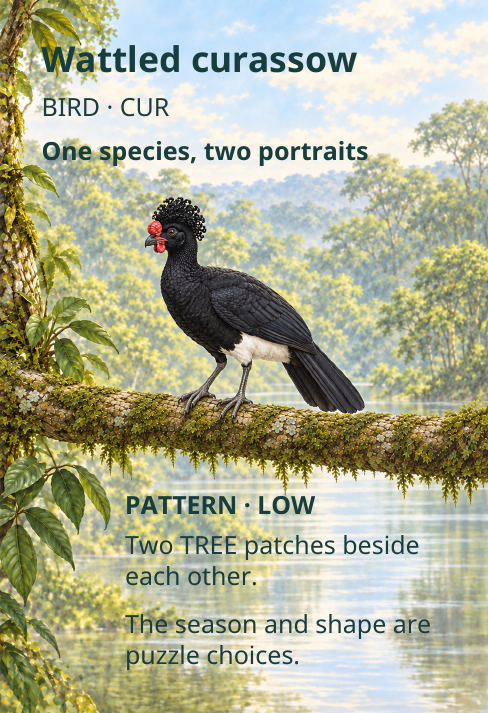 Wattled curassow
BIRD · CUR
One species, two portraits
PATTERN · LOW
Two TREE patches beside
each other.
The season and shape are
puzzle choices.