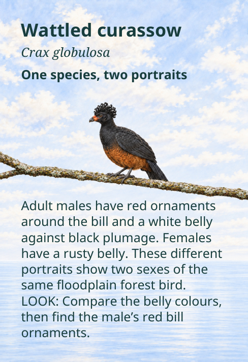 Wattled curassow
Crax globulosa
One species, two portraits
Adult males have red ornaments
around the bill and a white belly
against black plumage. Females
have a rusty belly. These different
portraits show two sexes of the
same floodplain forest bird.
LOOK: Compare the belly colours,
then find the male’s red bill
ornaments.