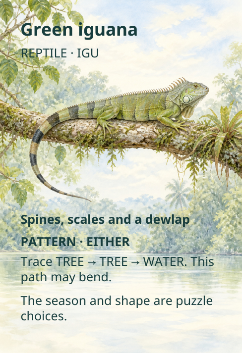 Green iguana
REPTILE · IGU
Spines, scales and a dewlap
PATTERN · EITHER
Trace TREE
→
TREE
→
WATER. This
path may bend.
The season and shape are puzzle
choices.
