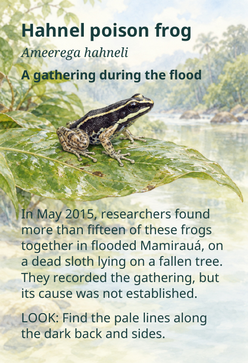 Hahnel poison frog
Ameerega hahneli
A gathering during the flood
In May 2015, researchers found
more than fifteen of these frogs
together in flooded Mamirauá, on
a dead sloth lying on a fallen tree.
They recorded the gathering, but
its cause was not established.
LOOK: Find the pale lines along
the dark back and sides.