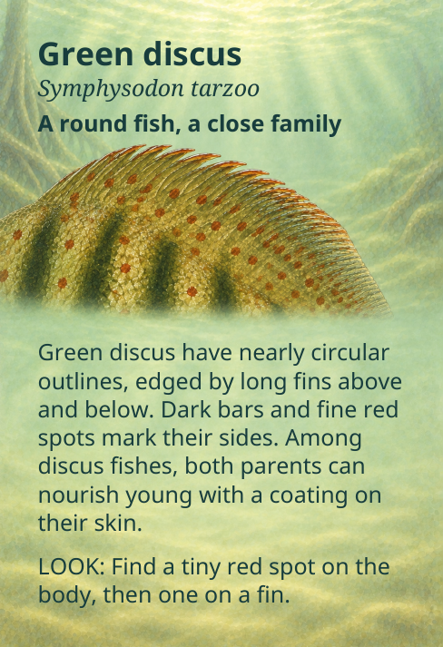 Green discus
Symphysodon tarzoo
A round fish, a close family
Green discus have nearly circular
outlines, edged by long fins above
and below. Dark bars and fine red
spots mark their sides. Among
discus fishes, both parents can
nourish young with a coating on
their skin.
LOOK: Find a tiny red spot on the
body, then one on a fin.