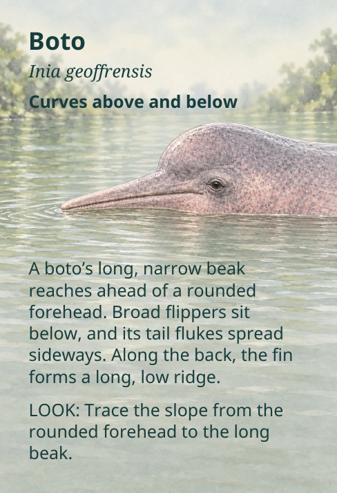 Boto
Inia geoffrensis
Curves above and below
A boto’s long, narrow beak
reaches ahead of a rounded
forehead. Broad flippers sit
below, and its tail flukes spread
sideways. Along the back, the fin
forms a long, low ridge.
LOOK: Trace the slope from the
rounded forehead to the long
beak.