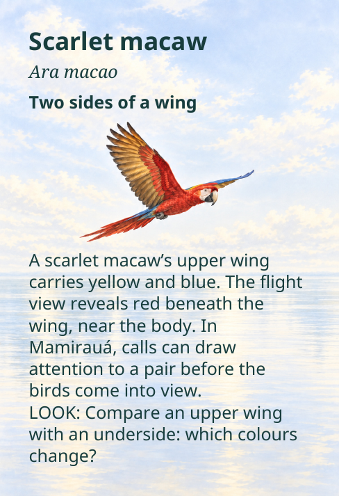 Scarlet macaw
Ara macao
Two sides of a wing
A scarlet macaw’s upper wing
carries yellow and blue. The flight
view reveals red beneath the
wing, near the body. In
Mamirauá, calls can draw
attention to a pair before the
birds come into view.
LOOK: Compare an upper wing
with an underside: which colours
change?