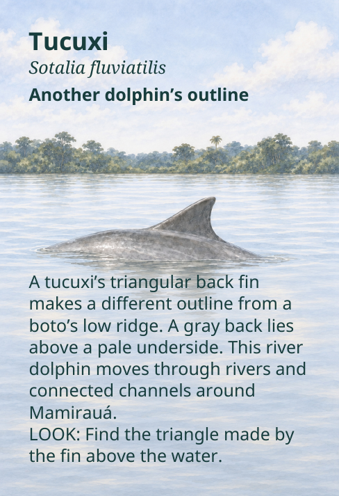 Tucuxi
Sotalia fluviatilis
Another dolphin’s outline
A tucuxi’s triangular back fin
makes a different outline from a
boto’s low ridge. A gray back lies
above a pale underside. This river
dolphin moves through rivers and
connected channels around
Mamirauá.
LOOK: Find the triangle made by
the fin above the water.