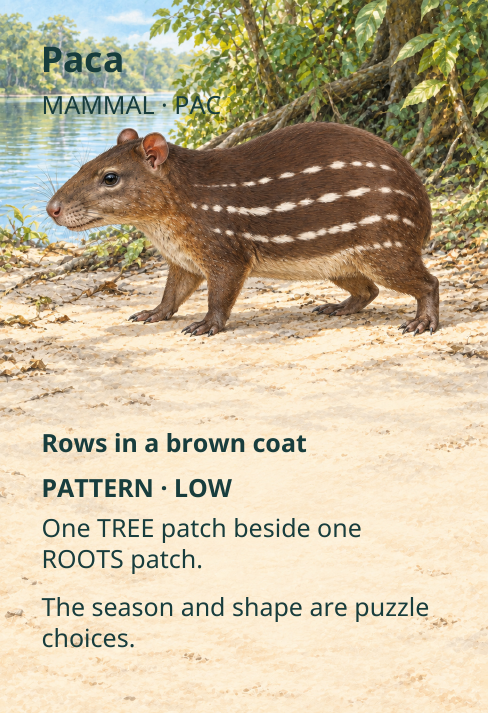 Paca
MAMMAL · PAC
Rows in a brown coat
PATTERN · LOW
One TREE patch beside one
ROOTS patch.
The season and shape are puzzle
choices.