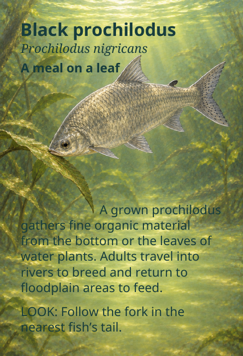 Black prochilodus
Prochilodus nigricans
A meal on a leaf
A grown prochilodus
gathers fine organic material
from the bottom or the leaves of
water plants. Adults travel into
rivers to breed and return to
floodplain areas to feed.
LOOK: Follow the fork in the
nearest fish’s tail.