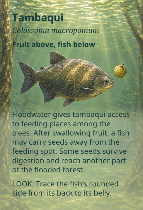 Tambaqui
Colossoma macropomum
Fruit above, fish below
Floodwater gives tambaqui access
to feeding places among the
trees. After swallowing fruit, a fish
may carry seeds away from the
feeding spot. Some seeds survive
digestion and reach another part
of the flooded forest.
LOOK: Trace the fish’s rounded
side from its back to its belly.