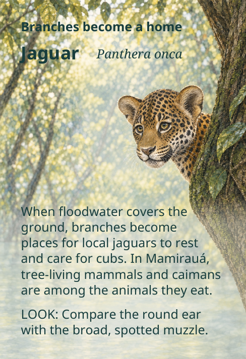 Branches become a home
Jaguar
Panthera onca
When floodwater covers the
ground, branches become
places for local jaguars to rest
and care for cubs. In Mamirauá,
tree-living mammals and caimans
are among the animals they eat.
LOOK: Compare the round ear
with the broad, spotted muzzle.