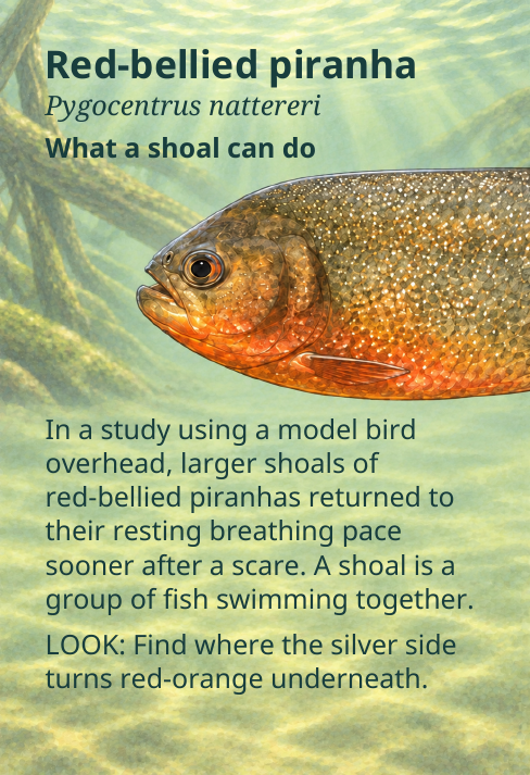 Red-bellied piranha
Pygocentrus nattereri
What a shoal can do
In a study using a model bird
overhead, larger shoals of
red-bellied piranhas returned to
their resting breathing pace
sooner after a scare. A shoal is a
group of fish swimming together.
LOOK: Find where the silver side
turns red-orange underneath.