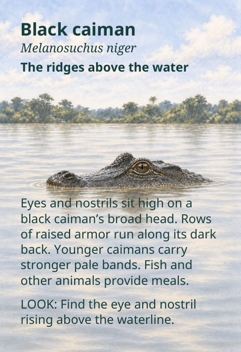 Black caiman
Melanosuchus niger
The ridges above the water
Eyes and nostrils sit high on a
black caiman’s broad head. Rows
of raised armor run along its dark
back. Younger caimans carry
stronger pale bands. Fish and
other animals provide meals.
LOOK: Find the eye and nostril
rising above the waterline.