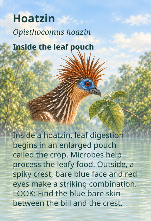 Hoatzin
Opisthocomus hoazin
Inside the leaf pouch
Inside a hoatzin, leaf digestion
begins in an enlarged pouch
called the crop. Microbes help
process the leafy food. Outside, a
spiky crest, bare blue face and red
eyes make a striking combination.
LOOK: Find the blue bare skin
between the bill and the crest.