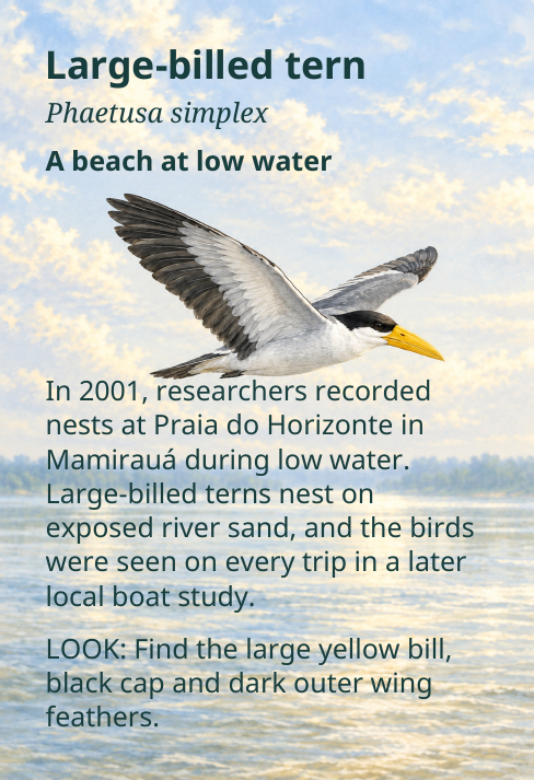 Large-billed tern
Phaetusa simplex
A beach at low water
In 2001, researchers recorded
nests at Praia do Horizonte in
Mamirauá during low water.
Large-billed terns nest on
exposed river sand, and the birds
were seen on every trip in a later
local boat study.
LOOK: Find the large yellow bill,
black cap and dark outer wing
feathers.