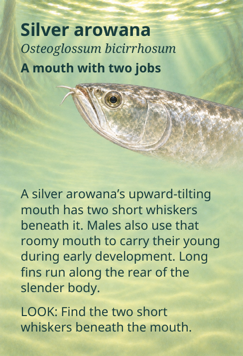 Silver arowana
Osteoglossum bicirrhosum
A mouth with two jobs
A silver arowana’s upward-tilting
mouth has two short whiskers
beneath it. Males also use that
roomy mouth to carry their young
during early development. Long
fins run along the rear of the
slender body.
LOOK: Find the two short
whiskers beneath the mouth.