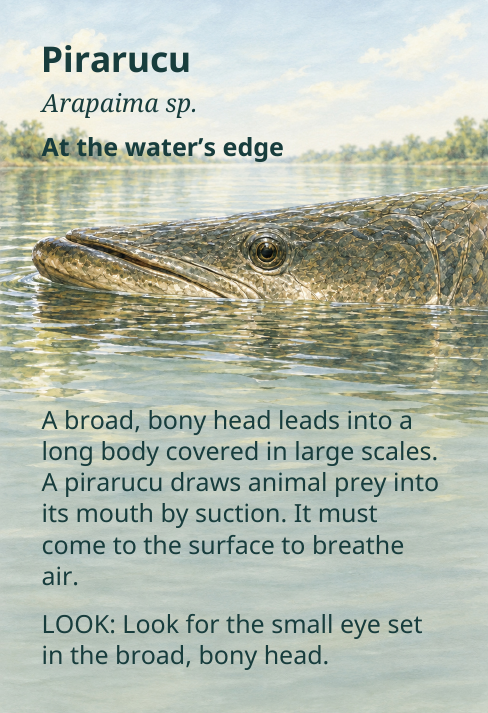 Pirarucu
Arapaima sp.
At the water’s edge
A broad, bony head leads into a
long body covered in large scales.
A pirarucu draws animal prey into
its mouth by suction. It must
come to the surface to breathe
air.
LOOK: Look for the small eye set
in the broad, bony head.